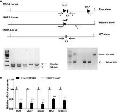 Metabolic Characterization of a Novel RORα Knockout Mouse Model without Ataxia